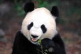 /album/fotogaleria/panda-comiendo-bambu-jpg/